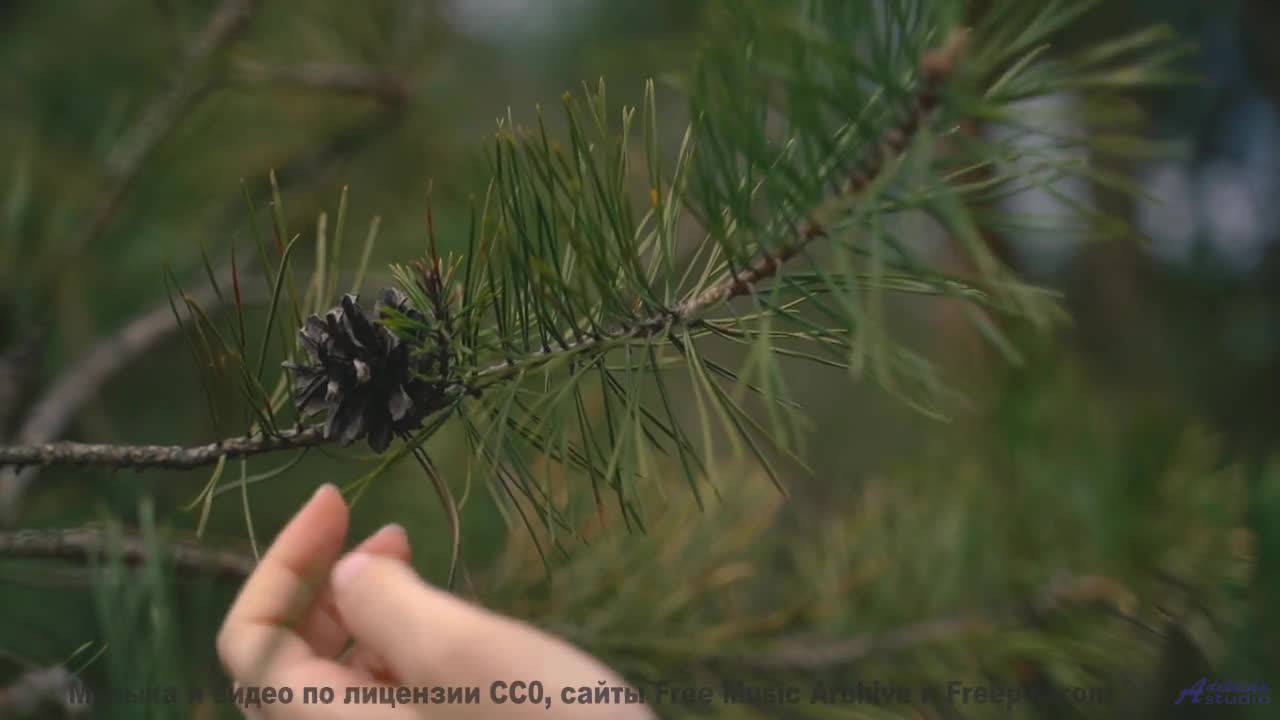 Леса становятся храмом, а музыка - молитвой - Last time -- Vincent Augustus -- Bad People Make Good