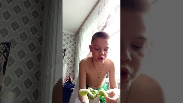 подробнее про фиалку.