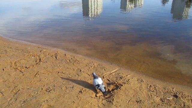 уточки-огари