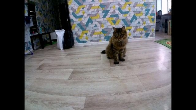 Два весёлых друга: Мейн-кун и его человек в захватывающей игре