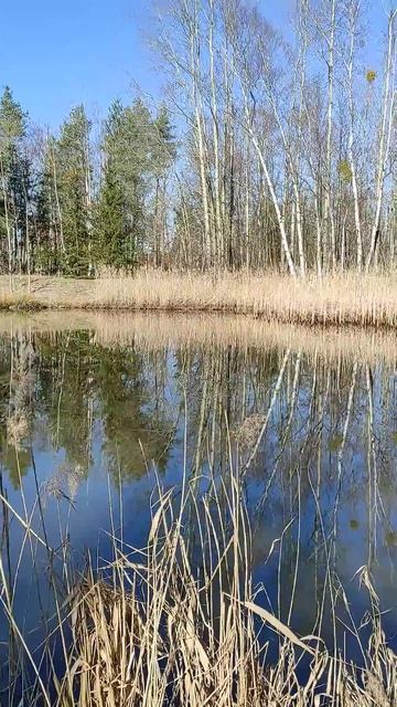 РЫБАЛОЧКА. #флетфідер #fishing #carpfishing #angeln #carp #рыбалка #риб