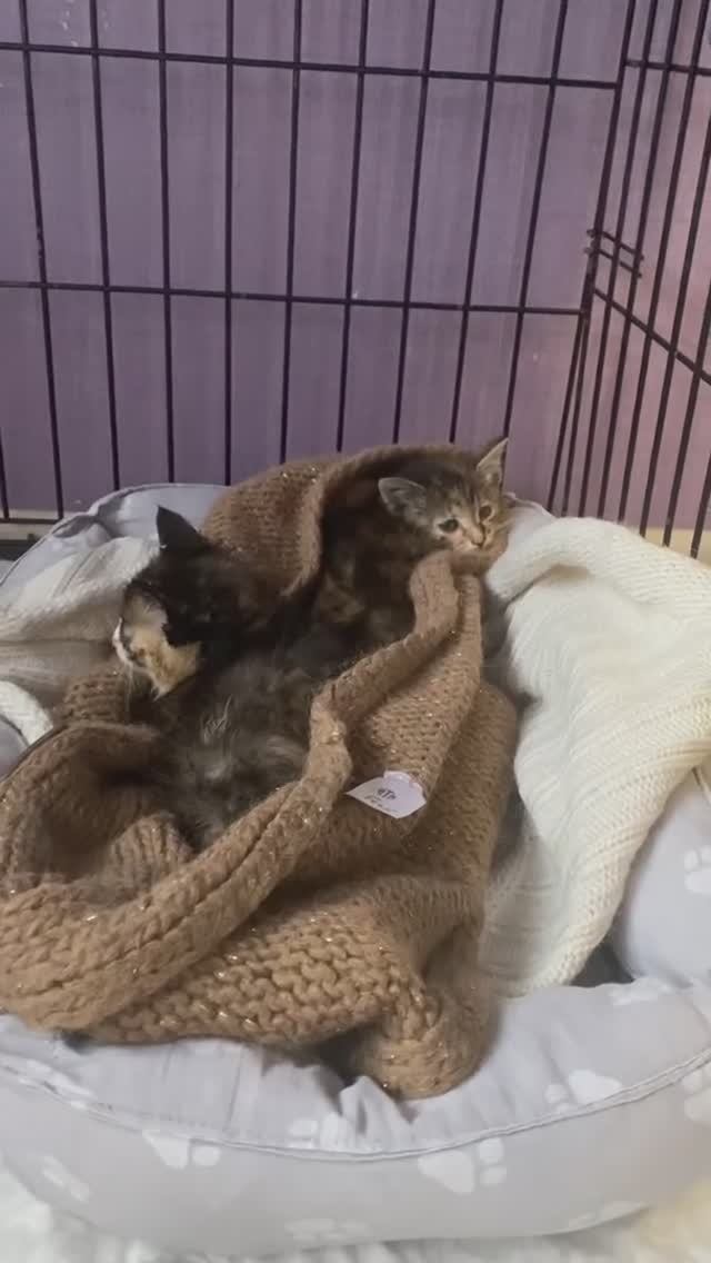Трое котят из заброшки ТСХА спасены нашими чуткими волонтёрами
#Тима #Туся #Тося #КотятаТСХА