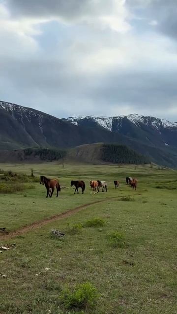 #travel #путешествия #beautiful #beautifulnature #naturesounds #горныйалтай #mountains