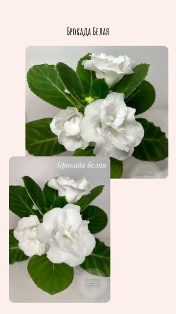 Брокада Белая #flowers #геснериевые #rose #глоксинии #цветы #?
