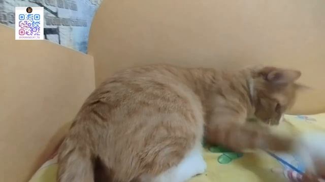 Рыжуха ТВ играет 17 серия 3 сезон