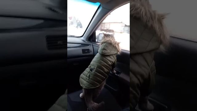 Наш TG https://t.me/liveofcats