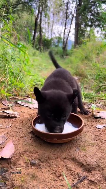 Кто - то нагулял хороший аппетит 😋🐕🥰