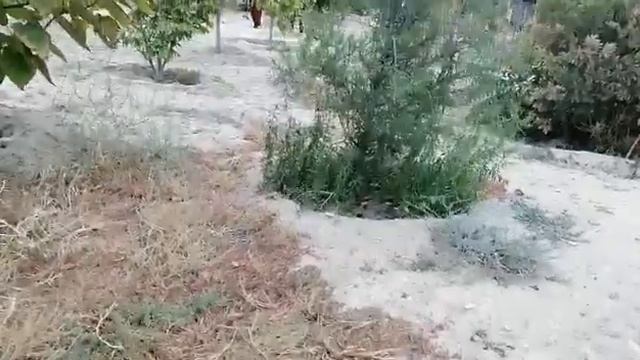 Пустая трата воды в парке Актау возмутила горожан