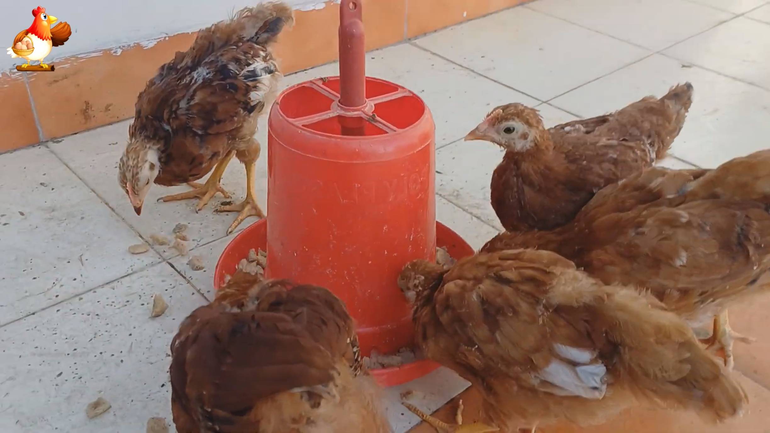 Цыплятам Род Айленд 69-70 дней ❣️🐤🐥😂