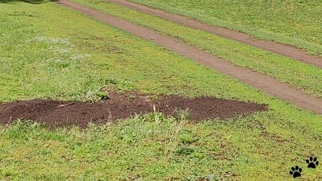 Видеоохота на сурков. Наблюдаю за сурками и дует сильный ветер