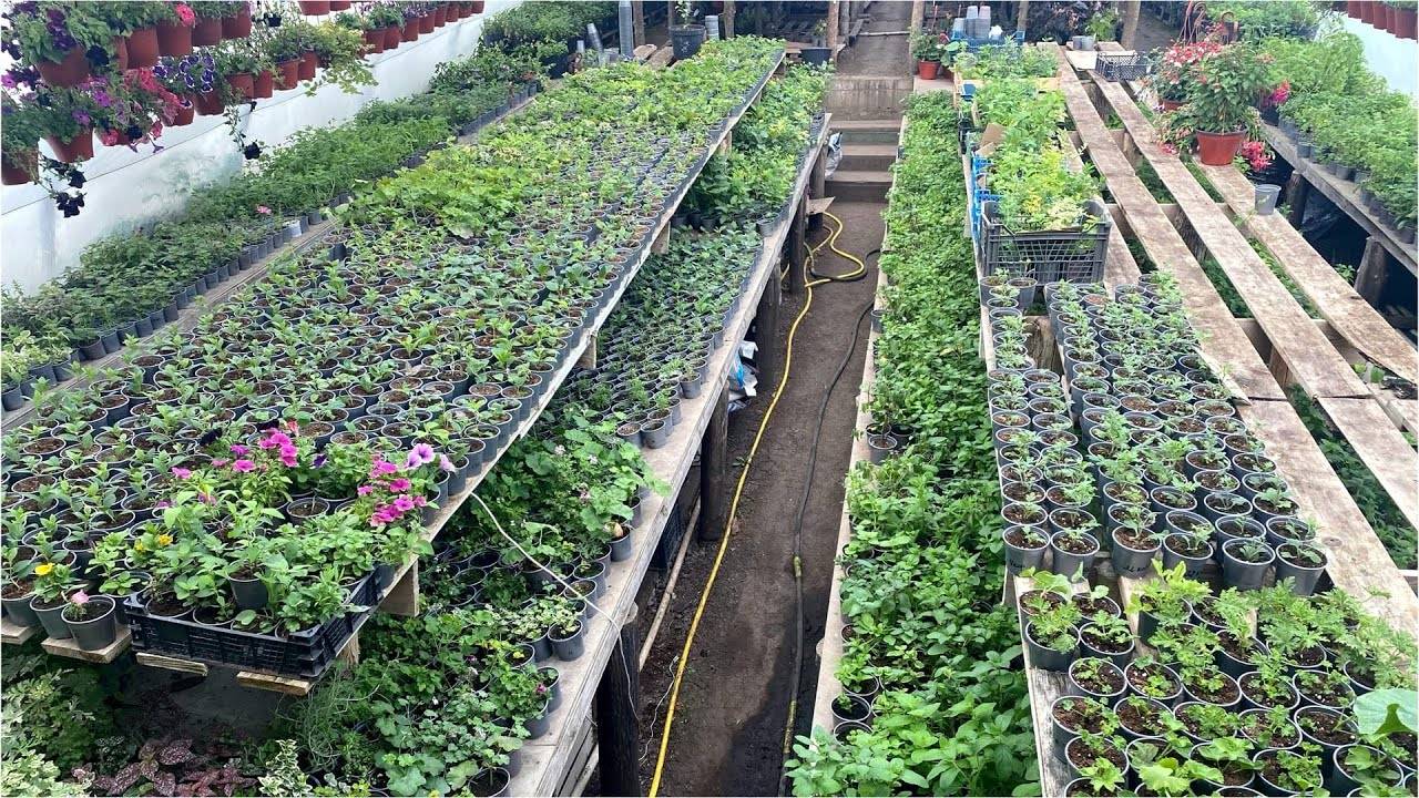 Большой обзор тепличного хозяйства в мае 2025