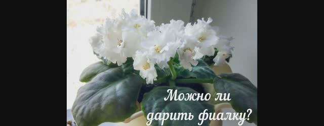 Можно ли дарить фиалку