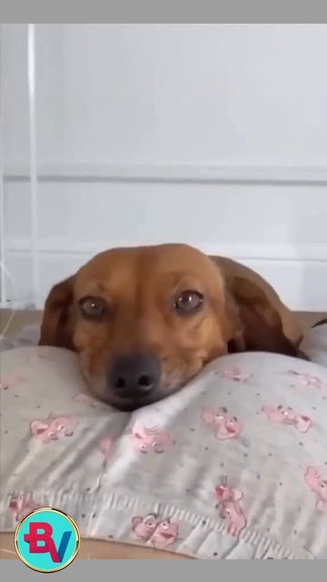 Смешные видео