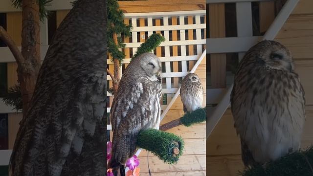 Прекрасное место с удивительными совушками