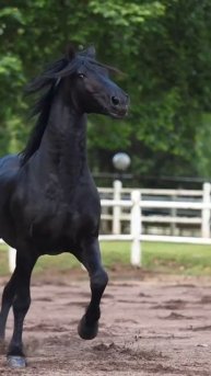 IMG_20250514_210811_969.mp4