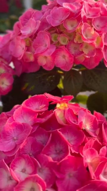 #rembrandt #dolcechic#macrophylla #hydrangea#гортензія #гортензия#garden#flower #