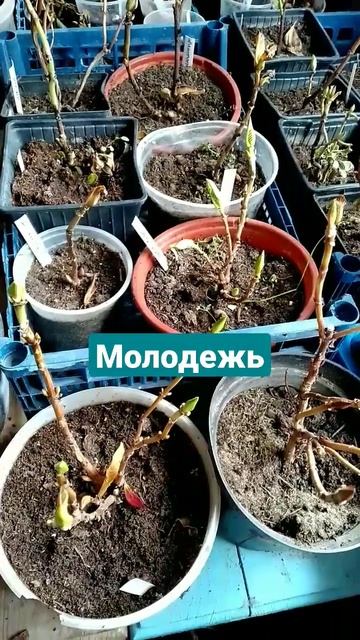 ГОРТЕНЗИЯ, где и как зимует? ❄️😴❄️