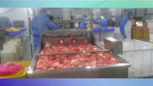 Линия очистки яблок от кожуры, удаление сердцевины Vega Apl Pel H500 Automat