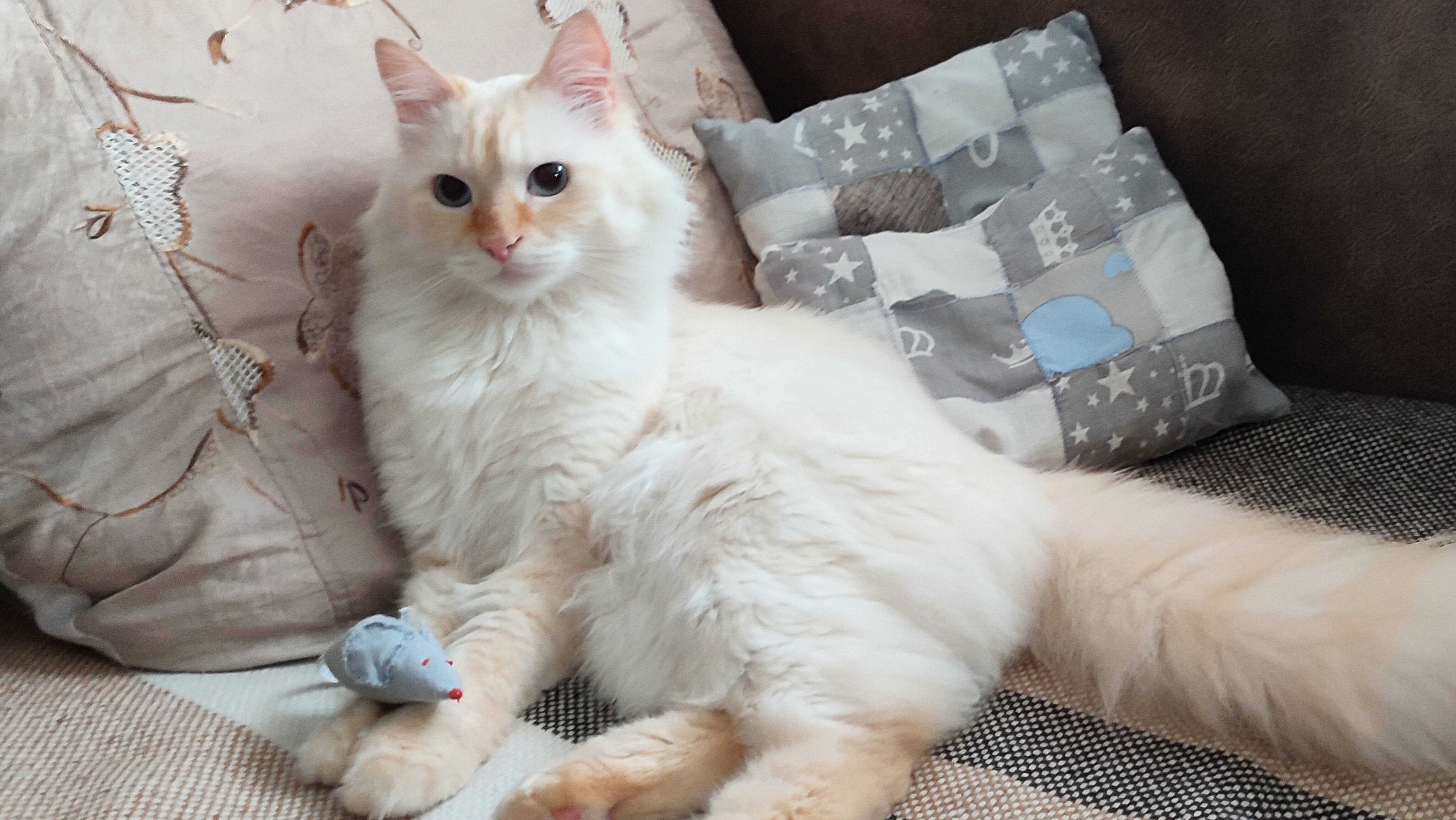 Кот Стёпа учится играть у кота Миши