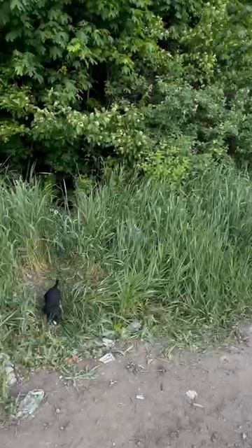 щенки, котята, скорее всего коробочницы..