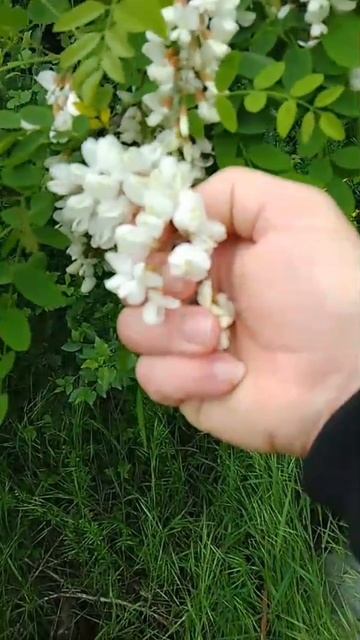 Акация Белая вкус из детства , в большом количестве опасна