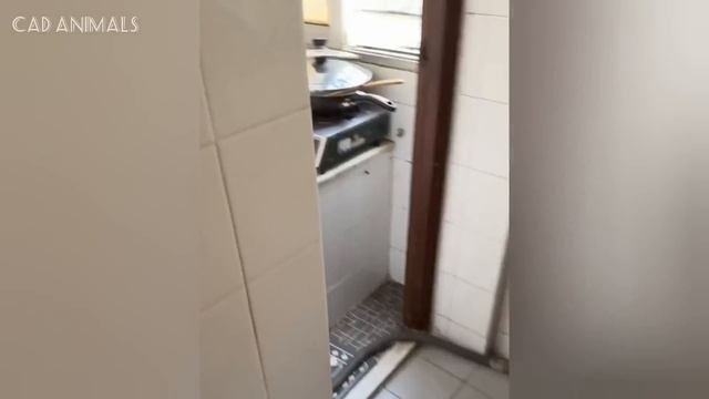 Кошки: Совершенно безумные и дико непредсказуемые