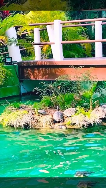 14-05-2025. #mexico  #мексика #канкун #cancun #travel 
#LatinAmerica #Beautifulcity