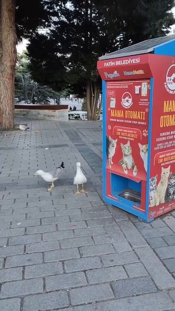Чайка из Стамбула мяукает возле автомата с кошачьим кормом, чтобы получить еду. 

Те самые релоканты