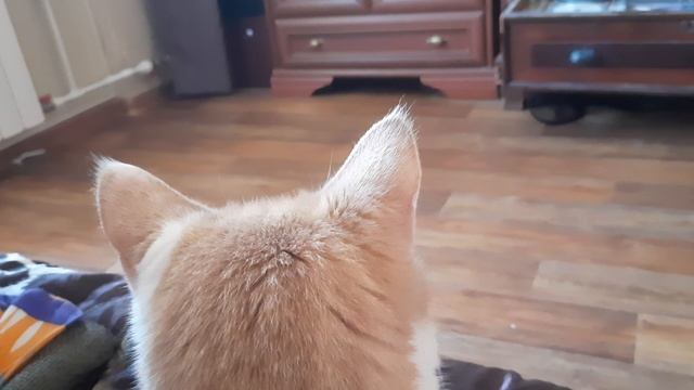 Кот слушает "Pink Floyd " .mp4