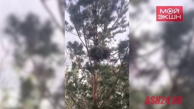 Возле Амурской областной больницы белка вывела потомство в гнезде, отвоеванном у сорок