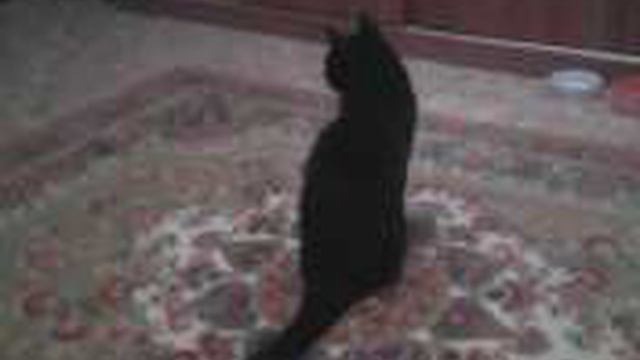 БЛОГ ПРО КОШЕК. У МЕНЯ КЫСЯ УБЕЖАЛА