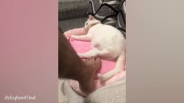 Кошки есть КОШКИ🍒