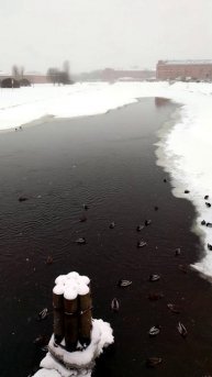 Утки плавают, Кронверкский пролив, Петербург. 12 декабря 2023.