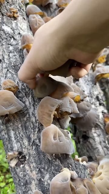 The process of picking mushrooms from a tree #shorts