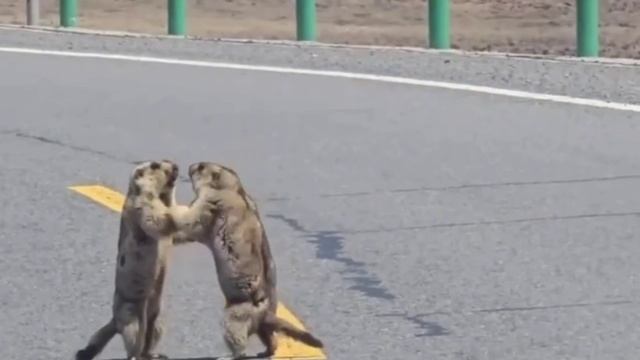 СУРКИ ПОДРАЛИСЬ ПРЯМО НА ТРАССЕ