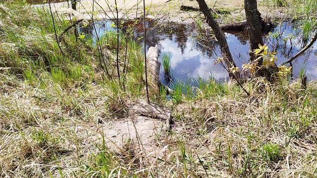 нашёл нору в лесу, ондатра или выдра