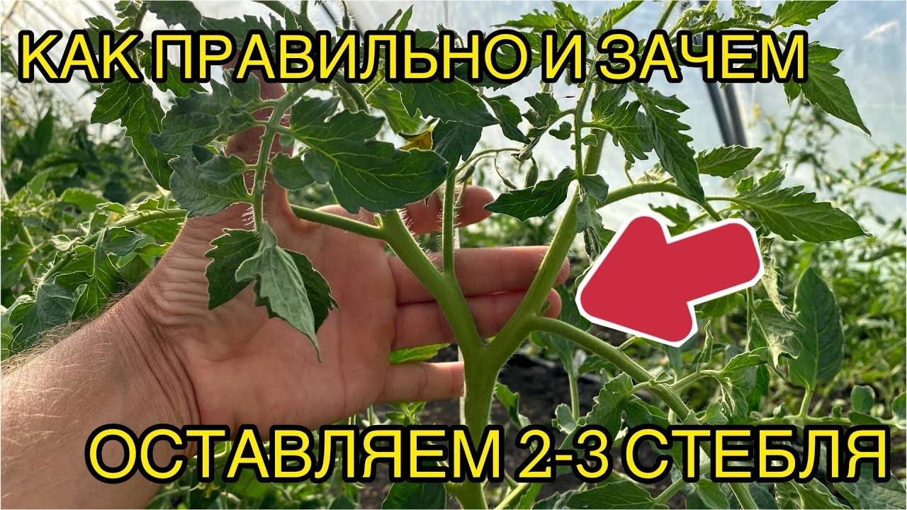 🌿🍅 ФОРМИРОВКА ТОМАТОВ В 2-3 СТЕБЛЯ ДЛЯ УВЕЛИЧЕНИЯ УРОЖАЯ НА МЕЛКОПЛОДНЫХ СОРТАХ 🍅🌿