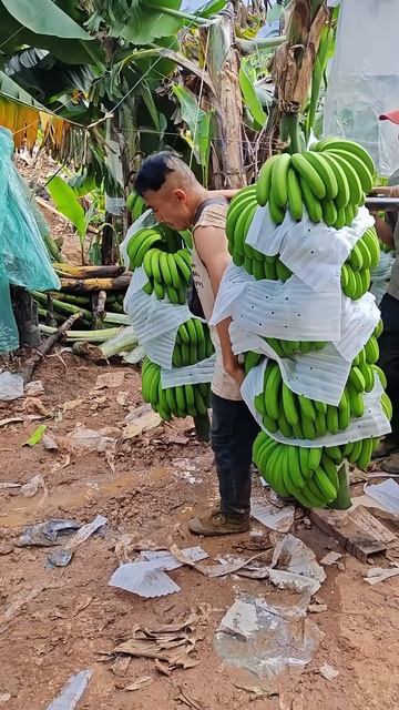 The process of transporting the banana harvest #shorts