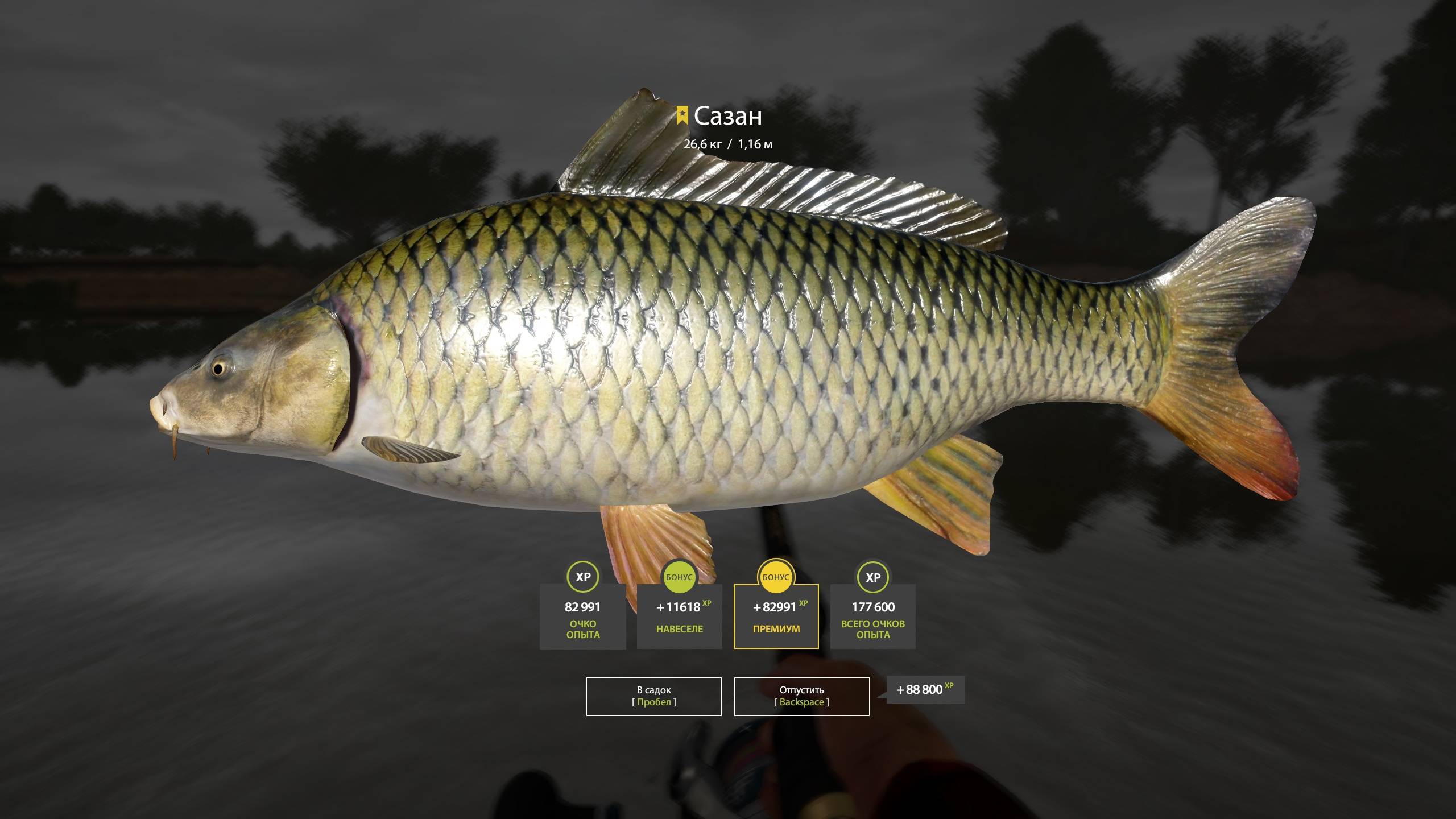 Безумная Раздача сазана на ахтубе. 1000 серебра в час и шанс поимки трофея