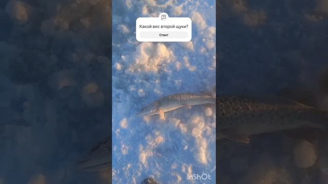 Рыбалка на Амуре. Трофейная щука.