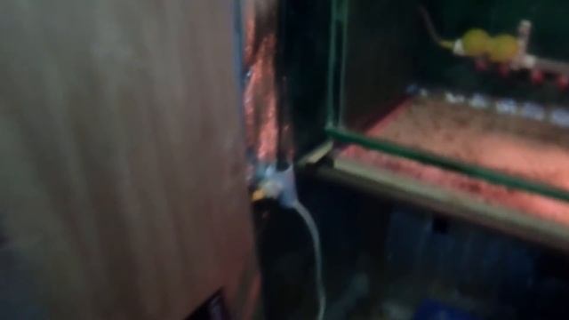Манчьжурцы. 5дней. Замена сетки пола в брудере