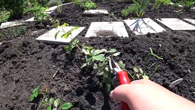 Перевалка роз в открытый грунт