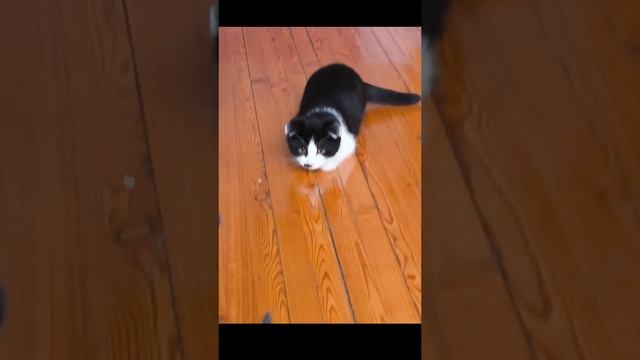 Котёнок играется