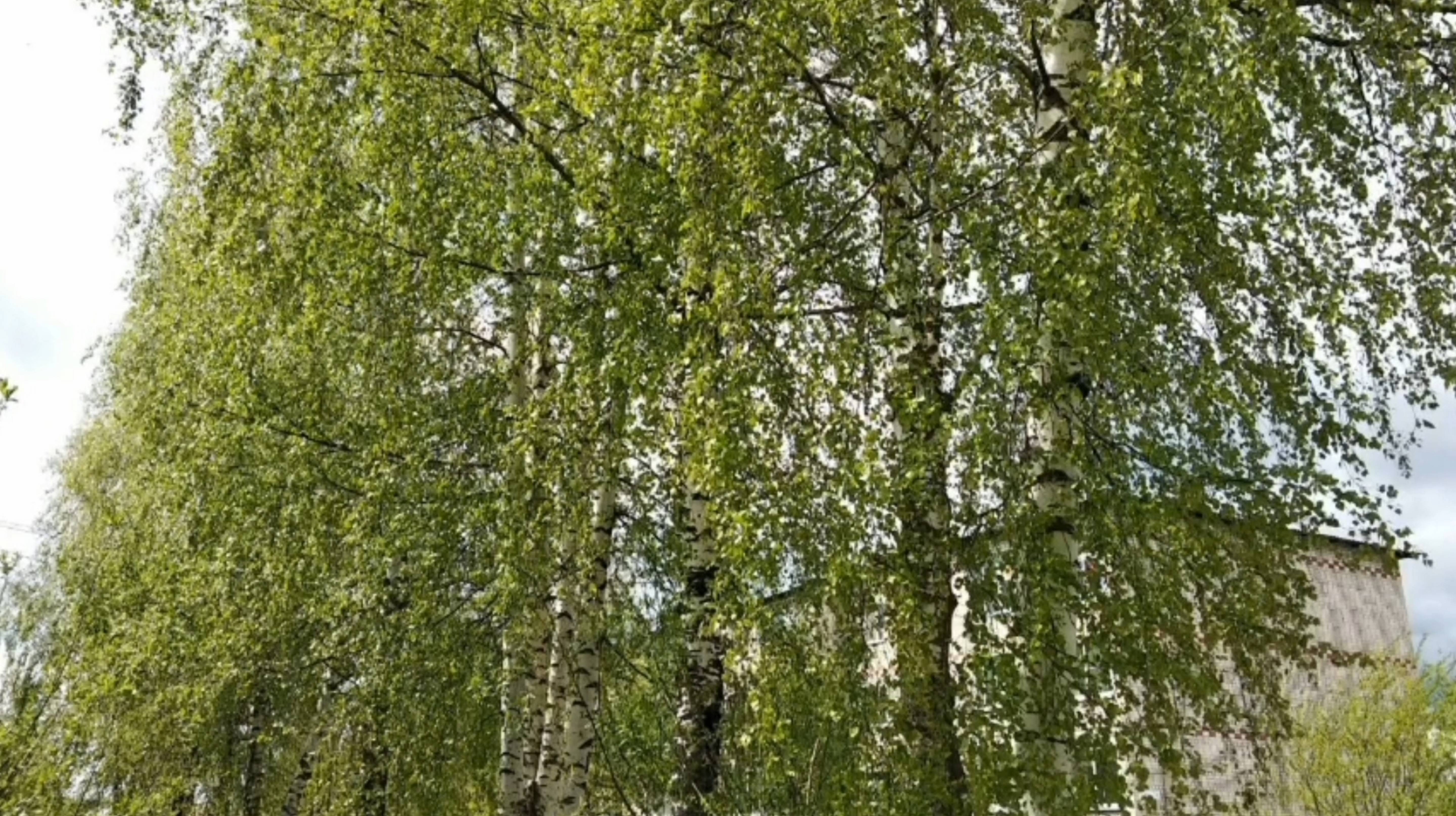 ПО ТРОПИНКЕ Я ПОЙДУ, ЛЕТО В ГОСТИ ПОЗОВУ...