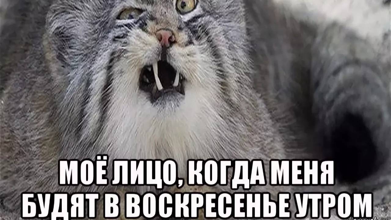 Ну и зачем меня разбудили