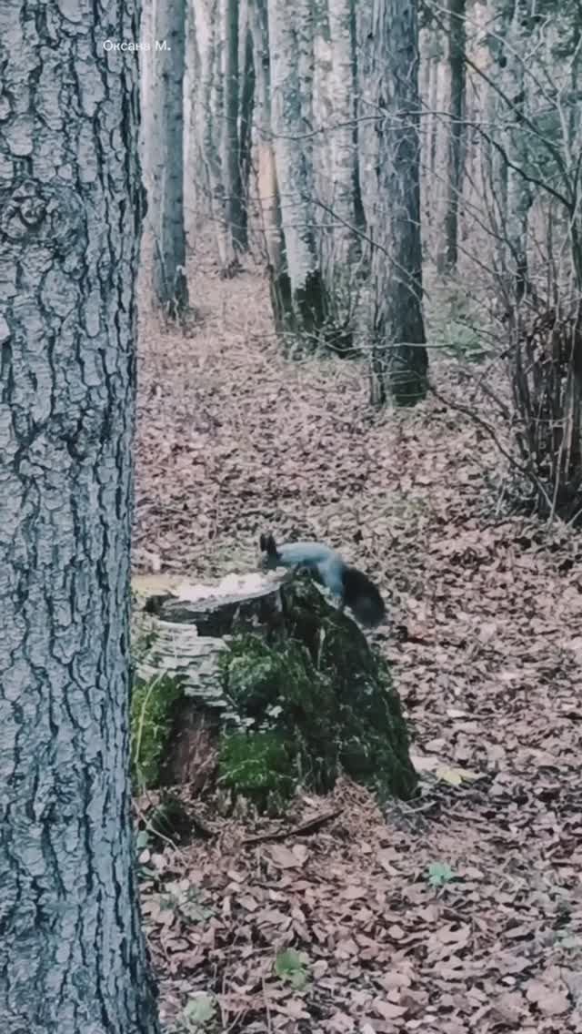 Серенькие белочки
