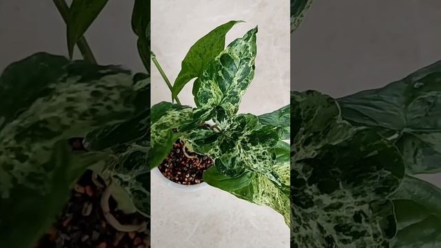 Раскрыты секреты ухода за сингониумом Мохито
