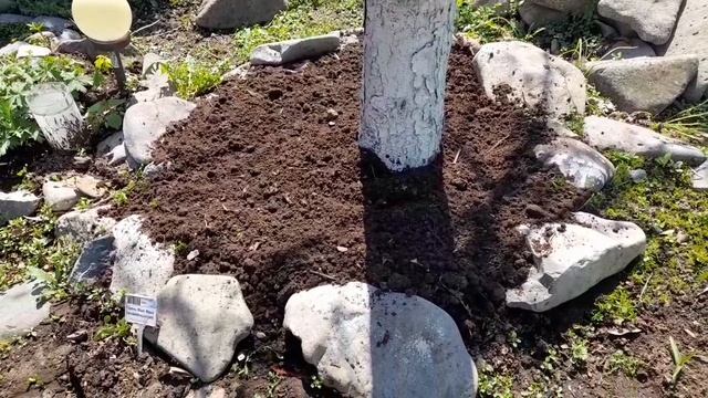 ЛОВЧИЙ ПОЯС ДЛЯ ДЕРЕВЬЕВ,от вредителей.НАВОЖУ порядок на Альпийской горке.