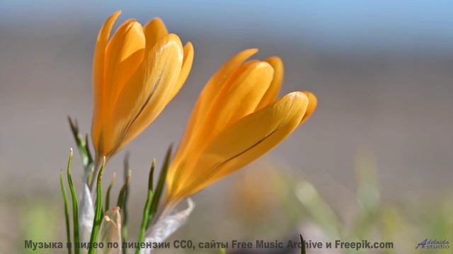 Звук, от которого СХОДЯТ С УМА! - See Saw Moon -- Crowander -- Uplifting Funband (poprock)