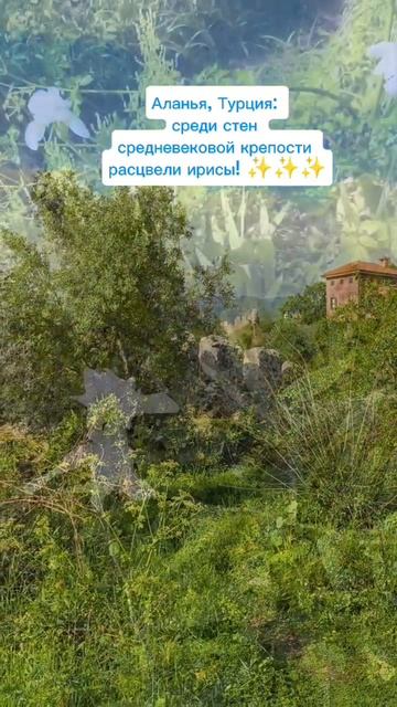 Ирисы там, где их не ждали.